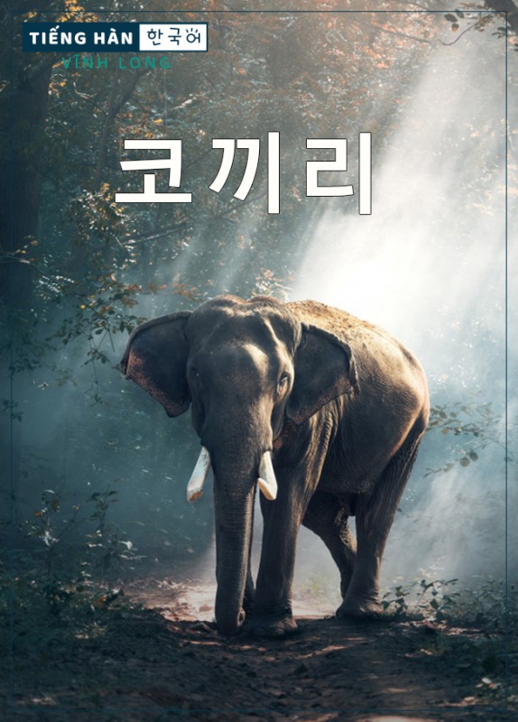 코끼리